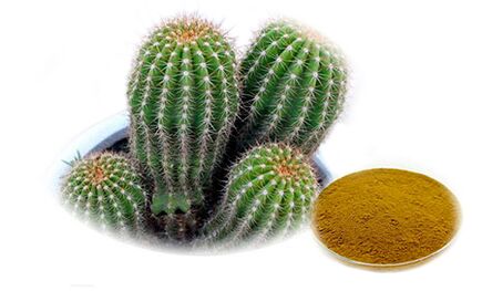 Hoodia gordoni como parte de Reduslim